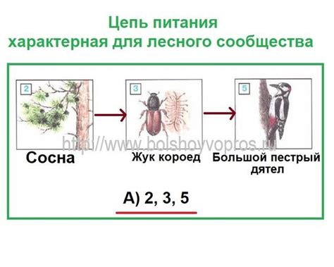 Окружающий мир 3 класс Какая из цепей питания составлена правильно?