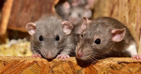 Rats as Pets - FOUR PAWS in Australia - Animal Welfare Charity