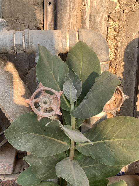 This flower smells terrible : r/gardening