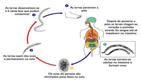 Agente Causador Da Ascaridíase - Ascaridíase - Lombriga: Sintomas, Tratamento, Transmissão