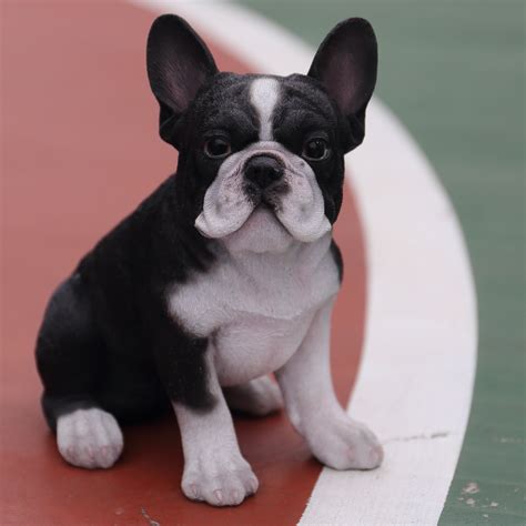 Black And White French Bulldog