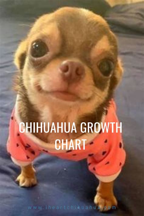 Chihuahua growth chart – Artofit