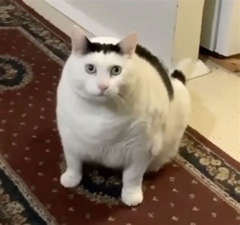 ben chonky  ultimate cat drag racer