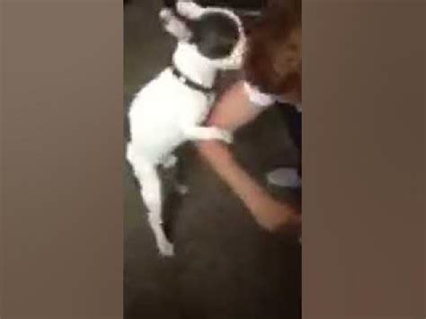 French bulldog humping for the first time - YouTube