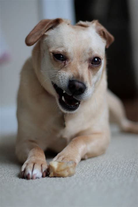 Grr... | Dogs that look angry but was really just yawning. | Wei Yang ...