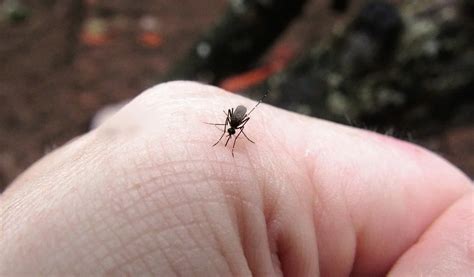 penyebab digigit nyamuk  ciri   disukainya fumida