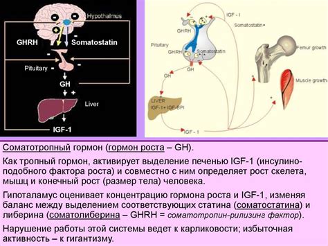 Гипоталамус и гипофиз: нейроэндокринная регуляция. Либерины, статины ...