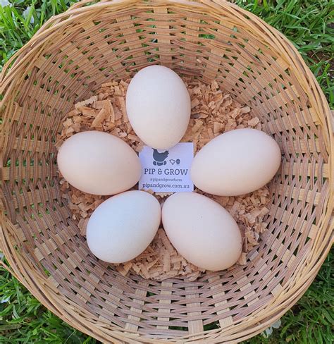 Buff Orpington Egg Production at Jade Stainforth blog