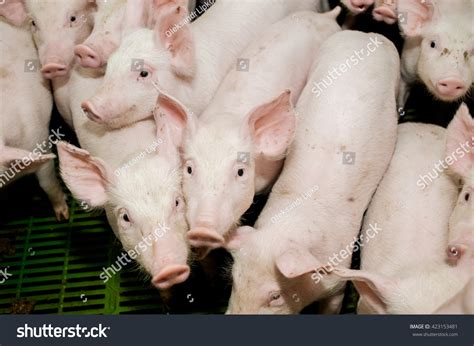 Pig Farming Raising Breeding Domestic Pigs Stock Photo 423153481 | Shutterstock