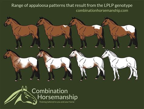 Introduction to: Appaloosa Patterns & Genetics - Good Horse