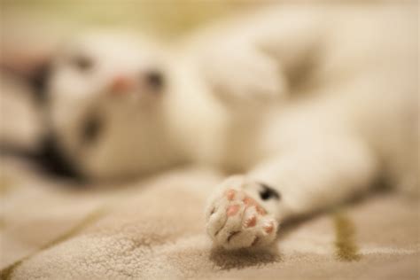 pets, beautiful, cat, relax, portrait, animal body part, sleepyhead