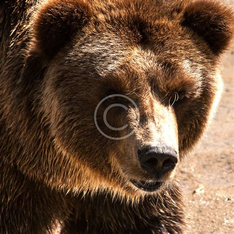 boulder ridge wild animal park photos 9