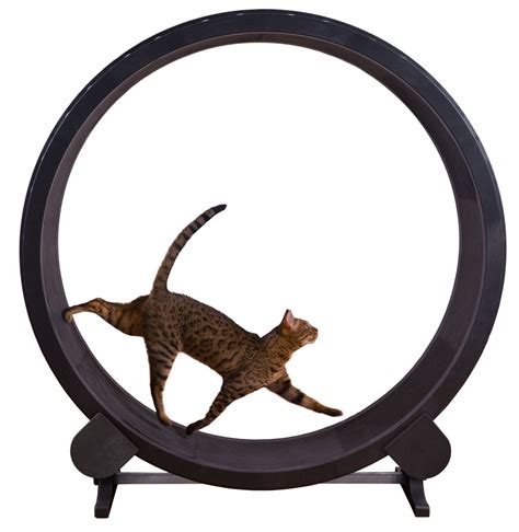 Беговое колесо для кошек Cat Exercise Wheel