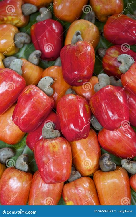 cashew fruit anacardium occidentale    buah gajus royalty