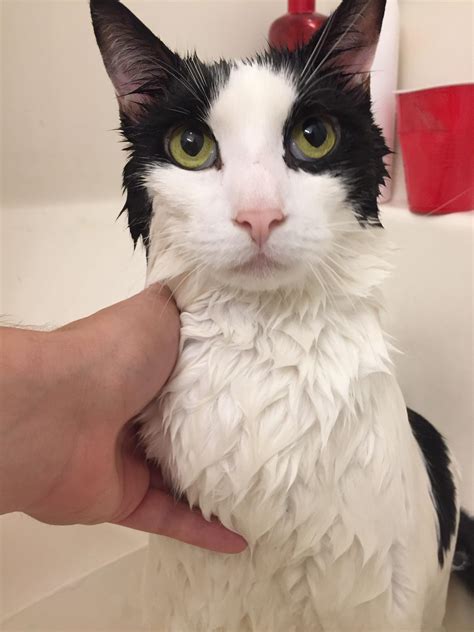 flea bath for cats 8