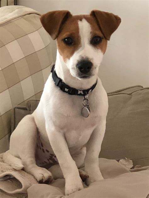 What Do Jack Russell Terriers Look Like at Karima Parker blog