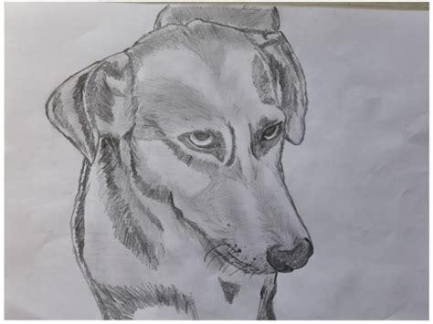 Como Desenhar Um Cão Realista - Como desenhar um cachorro passo a passo realista
