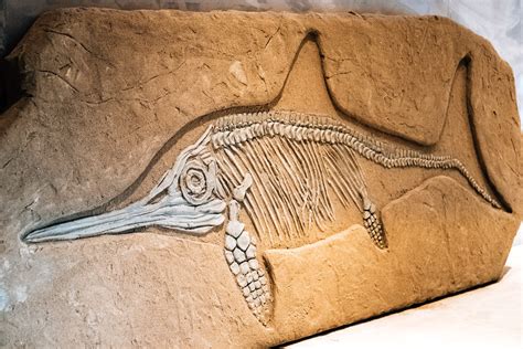 Ichthyosaurus stone fossil in a museum | Ivan Radic | Flickr