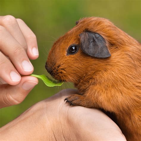 guinea pig care guide   happy healthy chomper