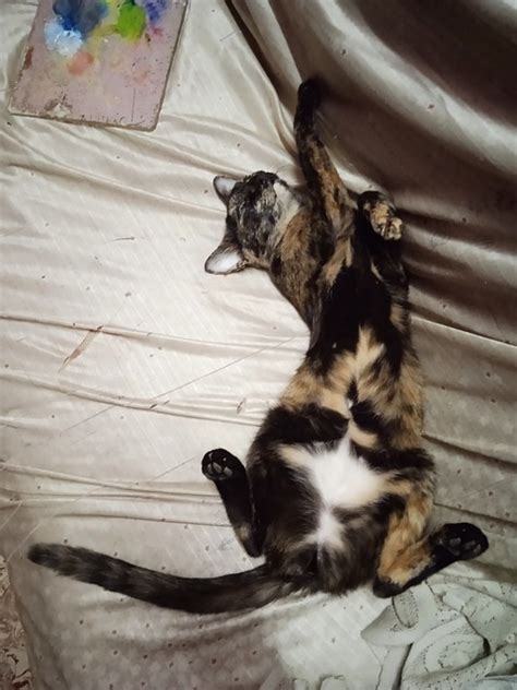 cat pussy  photo  pixabay pixabay