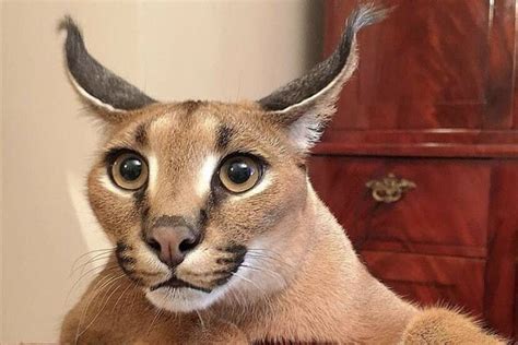 Meet Big Floppa, the cat that became the biggest star of memes on the ...