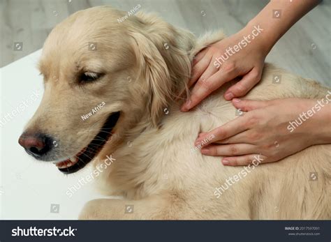 7,494 Dog parasites Images, Stock Photos & Vectors | Shutterstock