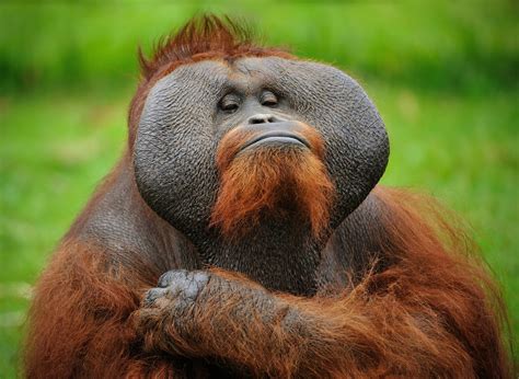 Top 126 + Monkeys making funny faces - Yadbinyamin.org