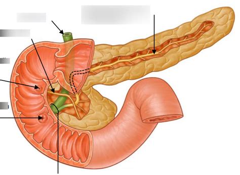 The Pancreas Diagram | Quizlet