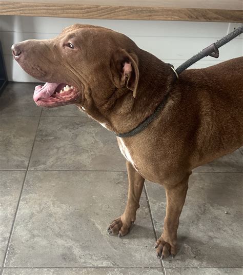 chula vista animal shelter 3