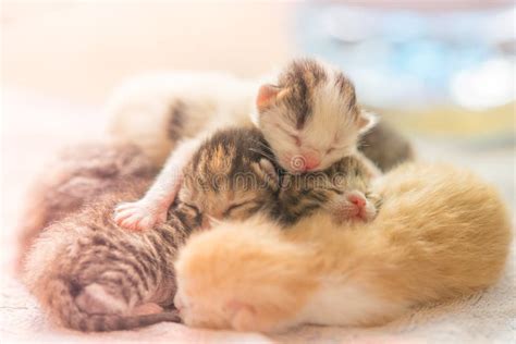 Beds For Baby Kittens at David Masterson blog
