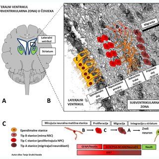 picture  hippocampus  santiago ramon  cajal