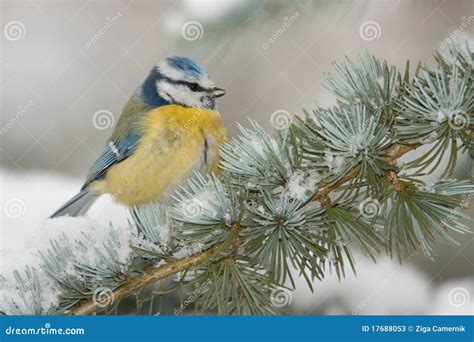 blue tit  winter stock image image  birdwatching