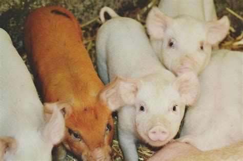 Premium Photo | High angle view of piglets