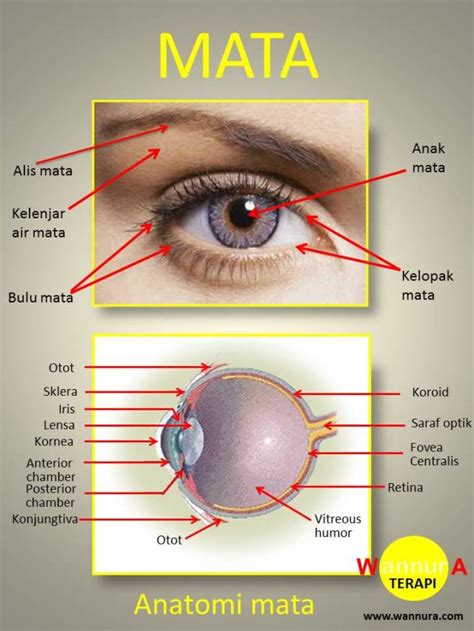 halaman   file gambar anatomi mata