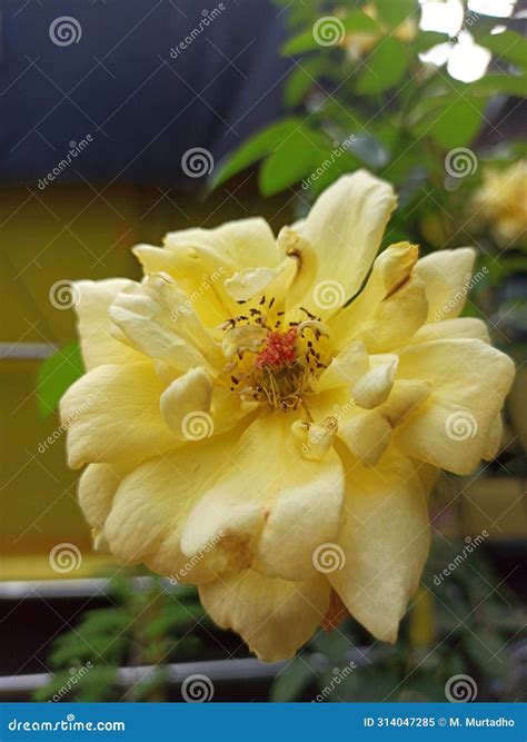 This is a Type of Yellow Rose Plant Stock Image - Image of plant, rose