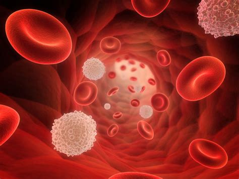 White Cell Count Test | Healthengine Blog