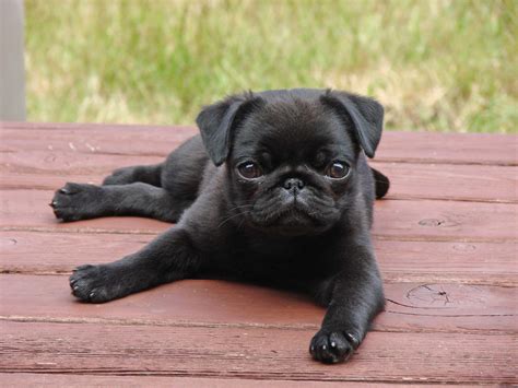Baby Pugs Wallpapers - Top Những Hình Ảnh Đẹp