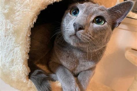 子ねこ時代の瞳の色は？ 美しいビジュアルで魅了するロシアンブルーの成長 | Hint-Pot - (2)