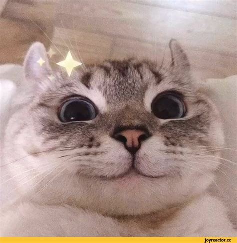 create meme cute cats funny  cute cat  smiling smiling cat