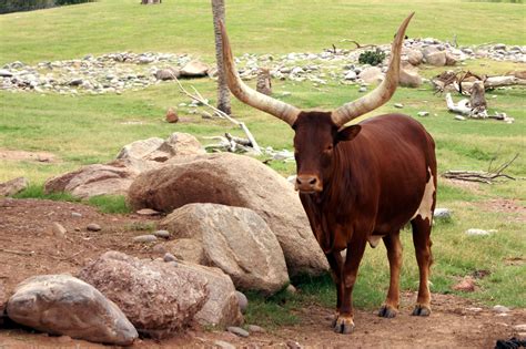 File:Big-horned-cattle Ankole-Watusi (cattle).jpg - Wikimedia Commons