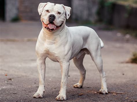 Canine Ichthyosis: What Can Genetic Testing Tell Us? - Embarkvet