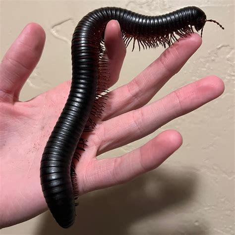 Archispirostreptus gigas (Giant African Millipede) – Gallegos Zoological