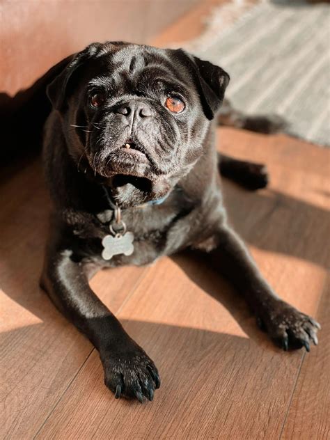 Dr Zoidberg enjoying the sun | Scrolller