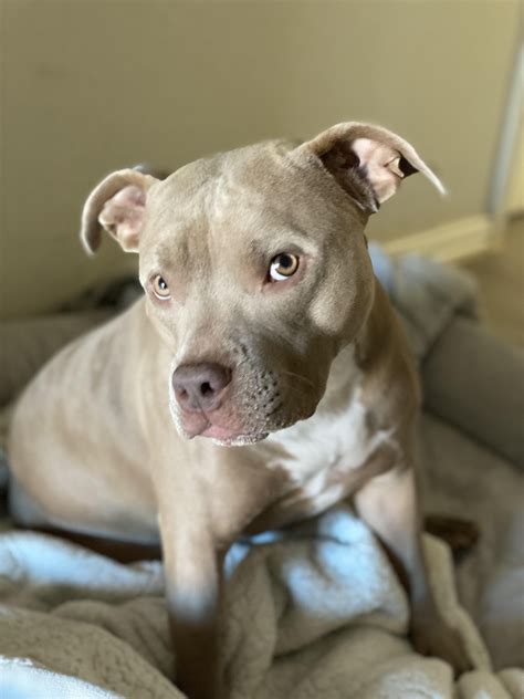 My sweet Lola girl #pitbulls #pitbullpuppies #pitbullterrier #