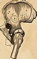 categoryhuman hip joint wikimedia commons
