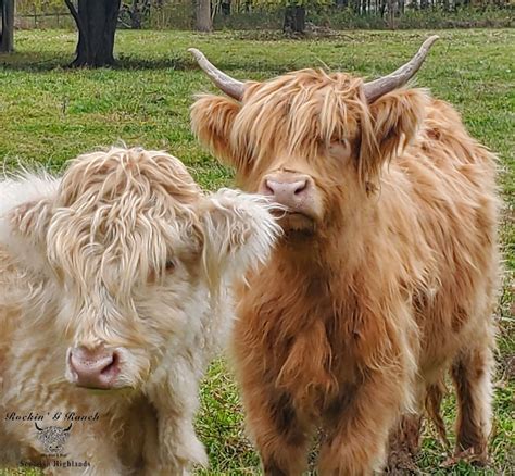 rockin  ranch miniature highlands imcbr mini cattle breeder directory