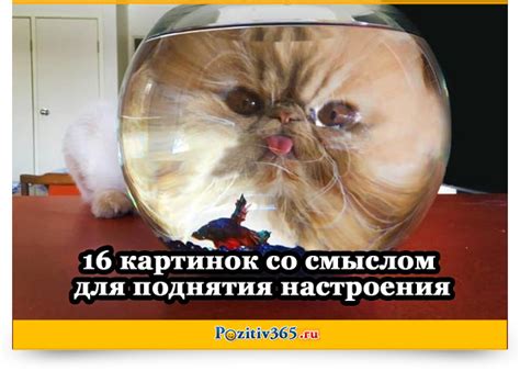 16 картинок со смыслом для поднятия настроения