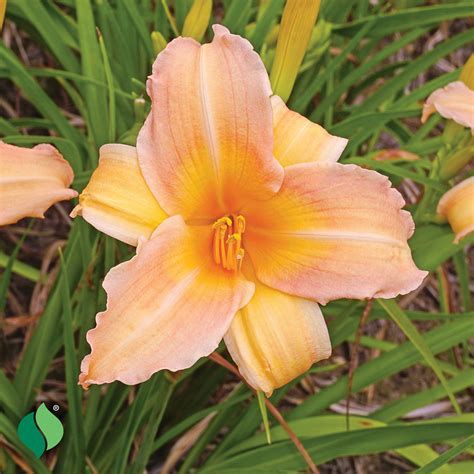 Daylily Plants for Sale | Hemerocallis – Wayside Gardens