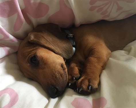 Sister’s puppy destroying any hold I had on my emotions. : r/aww
