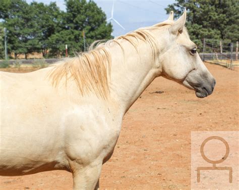 Horses For Sale In The Texas Panhandle at Mary Smithey blog